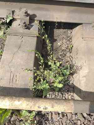 Flax(Linum usitatissimum)