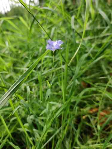 Flax(Linum usitatissimum)
