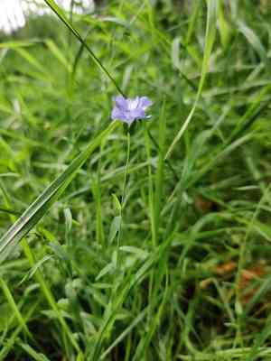 Flax(Linum usitatissimum)