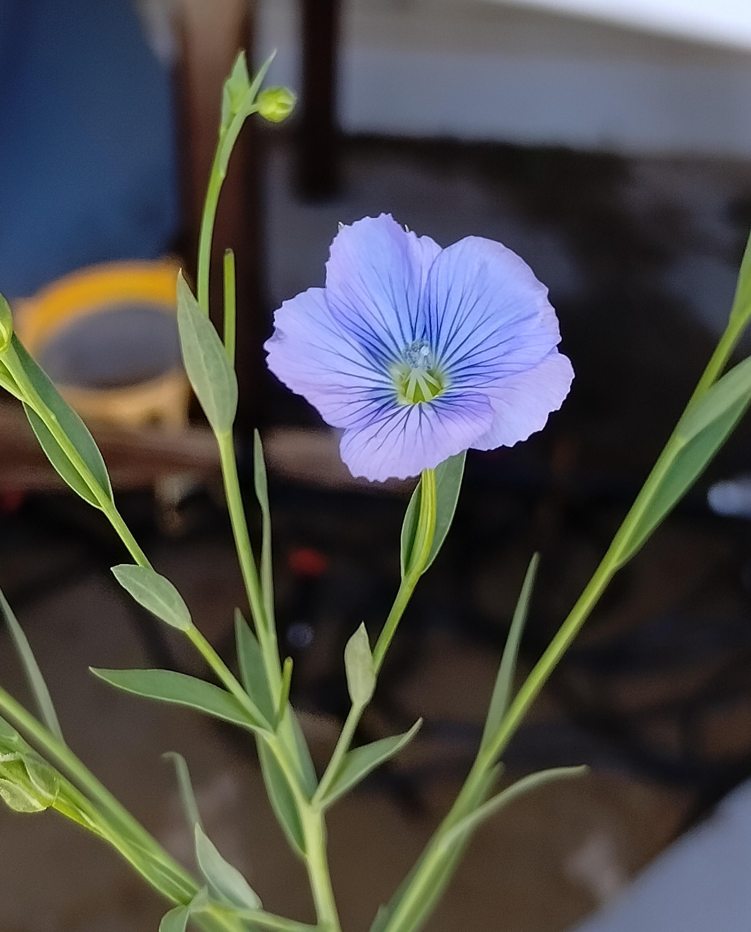 Flax