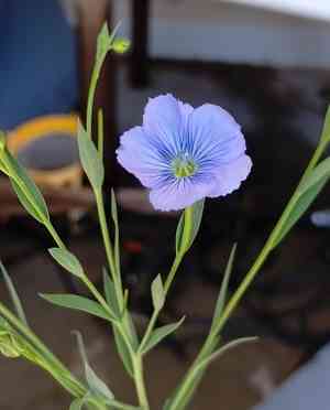 Flax(Linum usitatissimum)