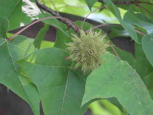 Formosan sweetgum(Liquidambar formosana)
