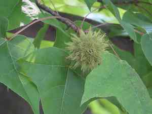 Formosan sweetgum(Liquidambar formosana)