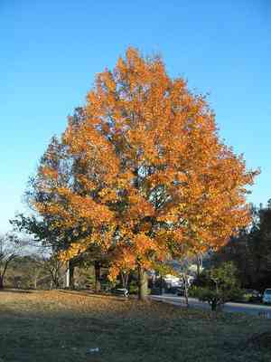 Formosan sweetgum(Liquidambar formosana)