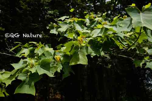 Chinese tulip tree(Liriodendron chinense)