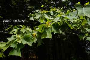 Chinese tulip tree(Liriodendron chinense)