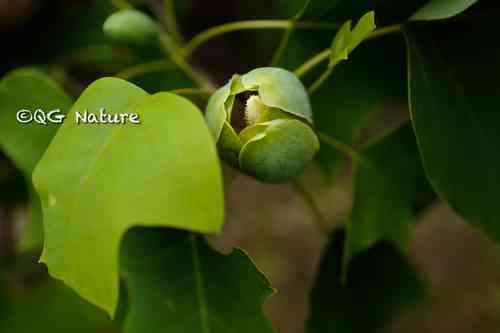 Chinese tulip tree(Liriodendron chinense)