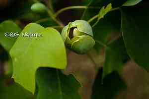 Chinese tulip tree(Liriodendron chinense)
