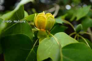 Chinese tulip tree(Liriodendron chinense)