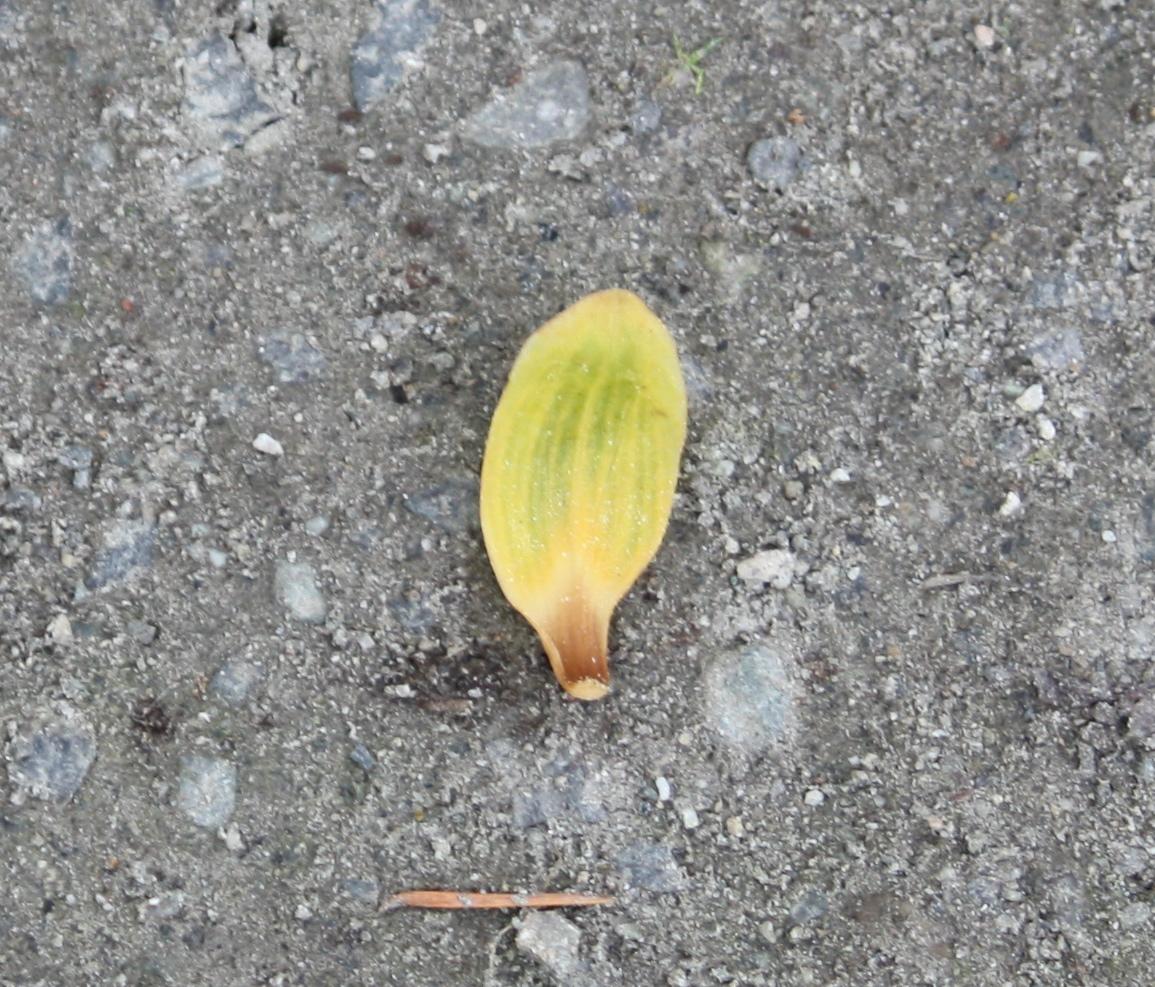 Chinese tulip tree