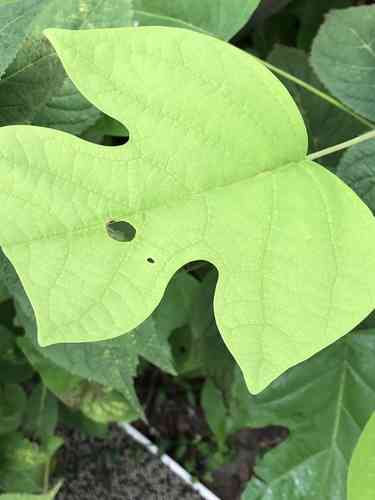 Chinese tulip tree(Liriodendron chinense)