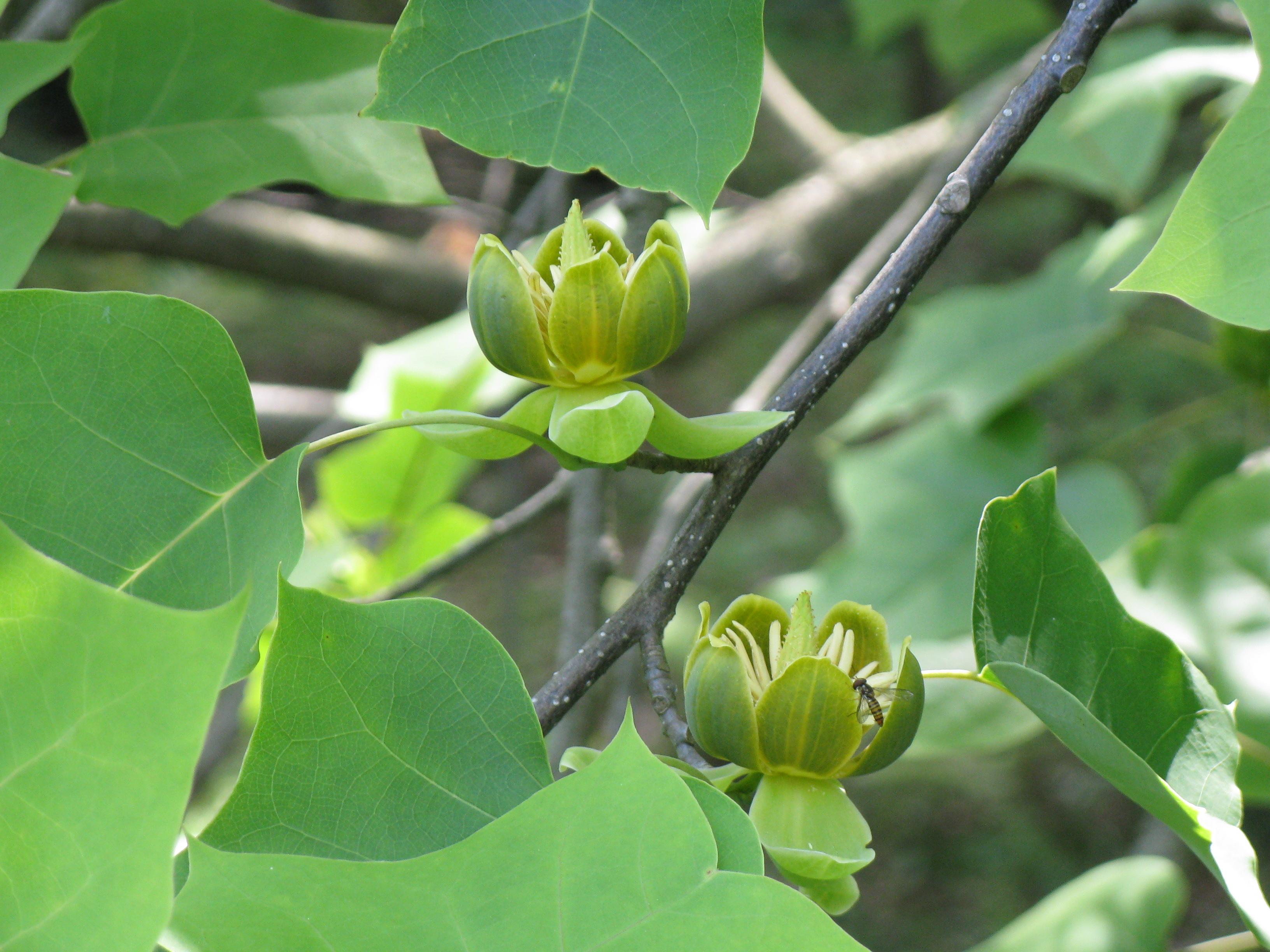 Chinese tulip tree(Liriodendron chinense)