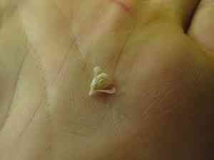 Creeping lilyturf(Liriope spicata)