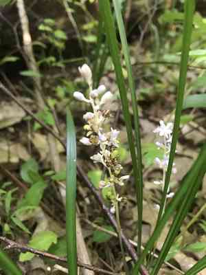 Creeping lilyturf(Liriope spicata)