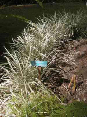 Creeping lilyturf(Liriope spicata)