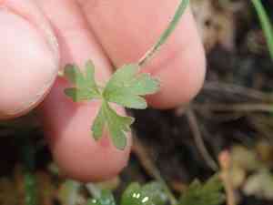 Smallflower woodland star(Lithophragma parviflorum)