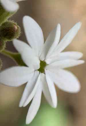 Smallflower woodland star(Lithophragma parviflorum)
