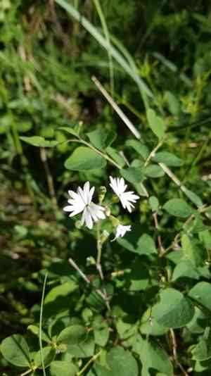 Smallflower woodland star(Lithophragma parviflorum)