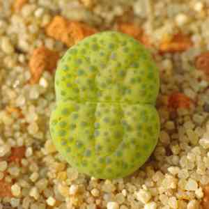 Living stones (Lithops)(Lithops)