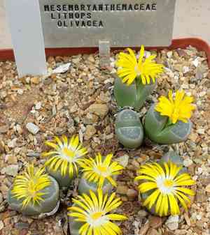 Living stones (Lithops)(Lithops)