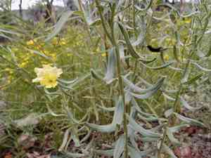Smooththroat stoneseed(Lithospermum cobrense)