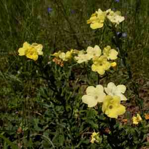 Smooththroat stoneseed(Lithospermum cobrense)