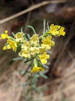 Smooththroat stoneseed(Lithospermum cobrense)