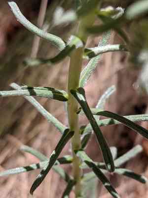 Smooththroat stoneseed(Lithospermum cobrense)