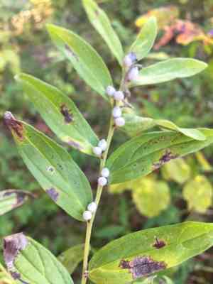 Gromwell(Lithospermum officinale)