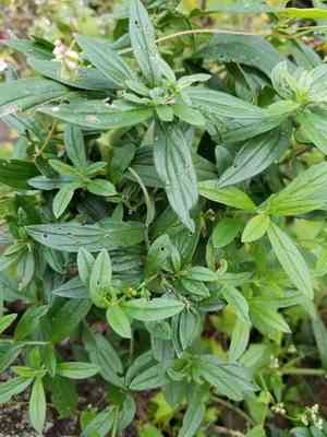 Gromwell(Lithospermum officinale)