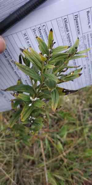 Gromwell(Lithospermum officinale)
