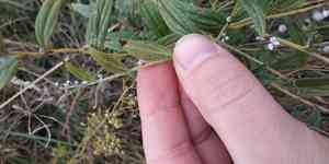 Gromwell(Lithospermum officinale)