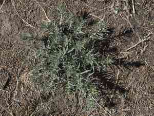 Western stoneseed(Lithospermum ruderale)