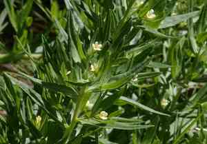 Western stoneseed(Lithospermum ruderale)