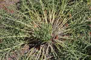 Western stoneseed(Lithospermum ruderale)