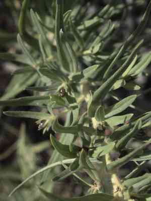 Western stoneseed(Lithospermum ruderale)