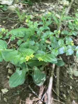 Tuberous stoneseed(Lithospermum tuberosum)