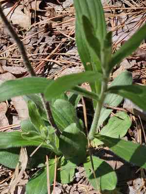 Tuberous stoneseed(Lithospermum tuberosum)