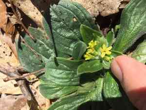 Tuberous stoneseed(Lithospermum tuberosum)
