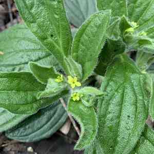 Tuberous stoneseed(Lithospermum tuberosum)