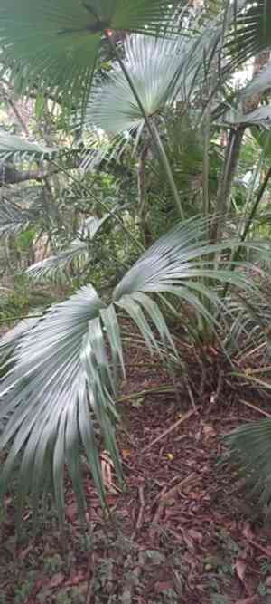 Chinese Fan Palm(Livistona chinensis)