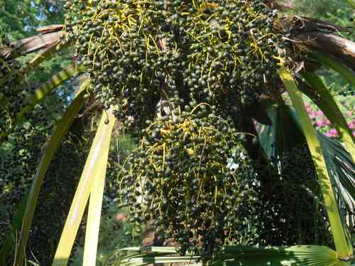Chinese Fan Palm(Livistona chinensis)