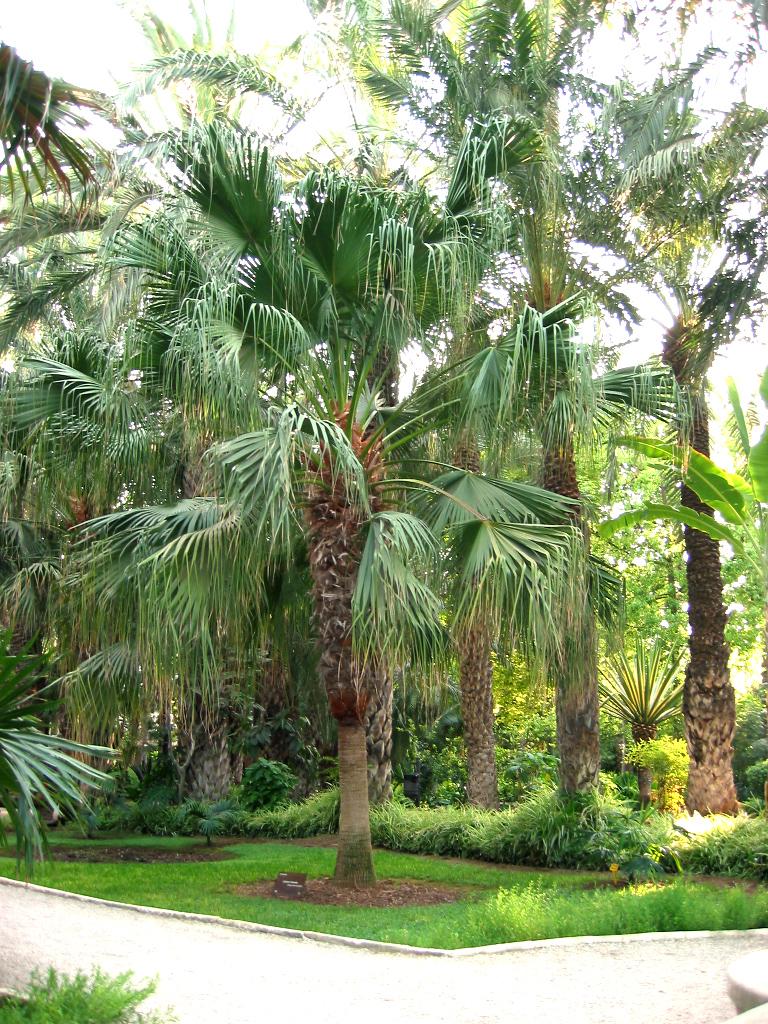 Chinese Fan Palm