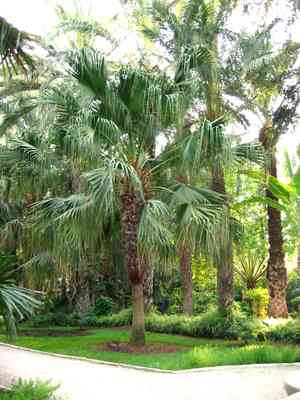 Chinese Fan Palm(Livistona chinensis)
