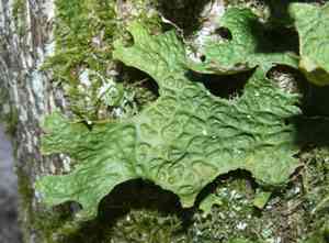 Tree lungwort(Lobaria pulmonaria)