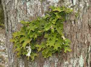 Tree lungwort(Lobaria pulmonaria)