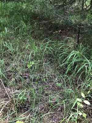 Pale lobelia(Lobelia appendiculata)