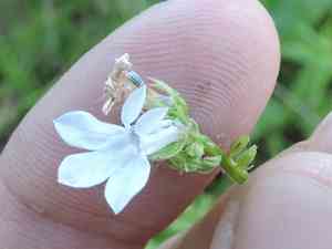 Pale lobelia(Lobelia appendiculata)