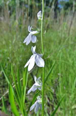 Pale lobelia(Lobelia appendiculata)