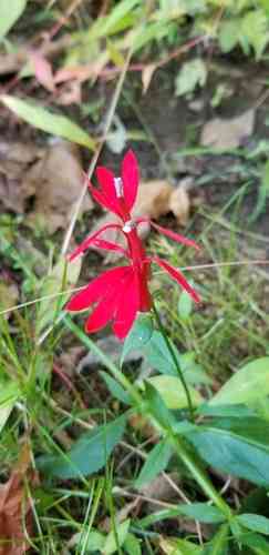 Cardinal flower(Lobelia cardinalis)